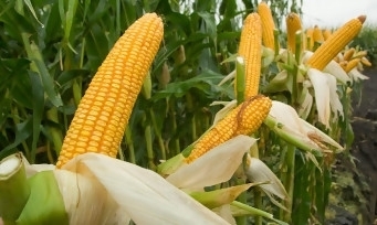 Mais - Alfa-Italy 