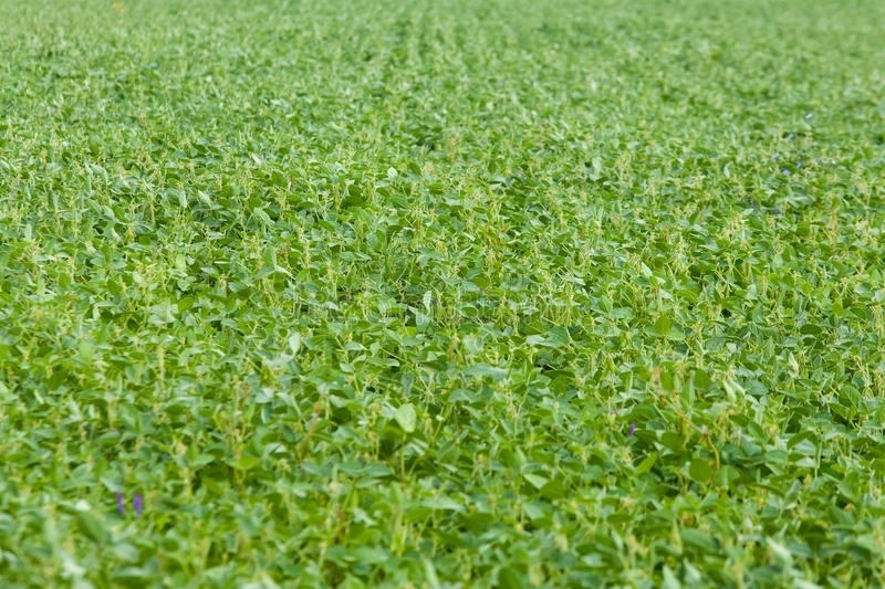 Olio di semi di soia - Alfa-Italy 